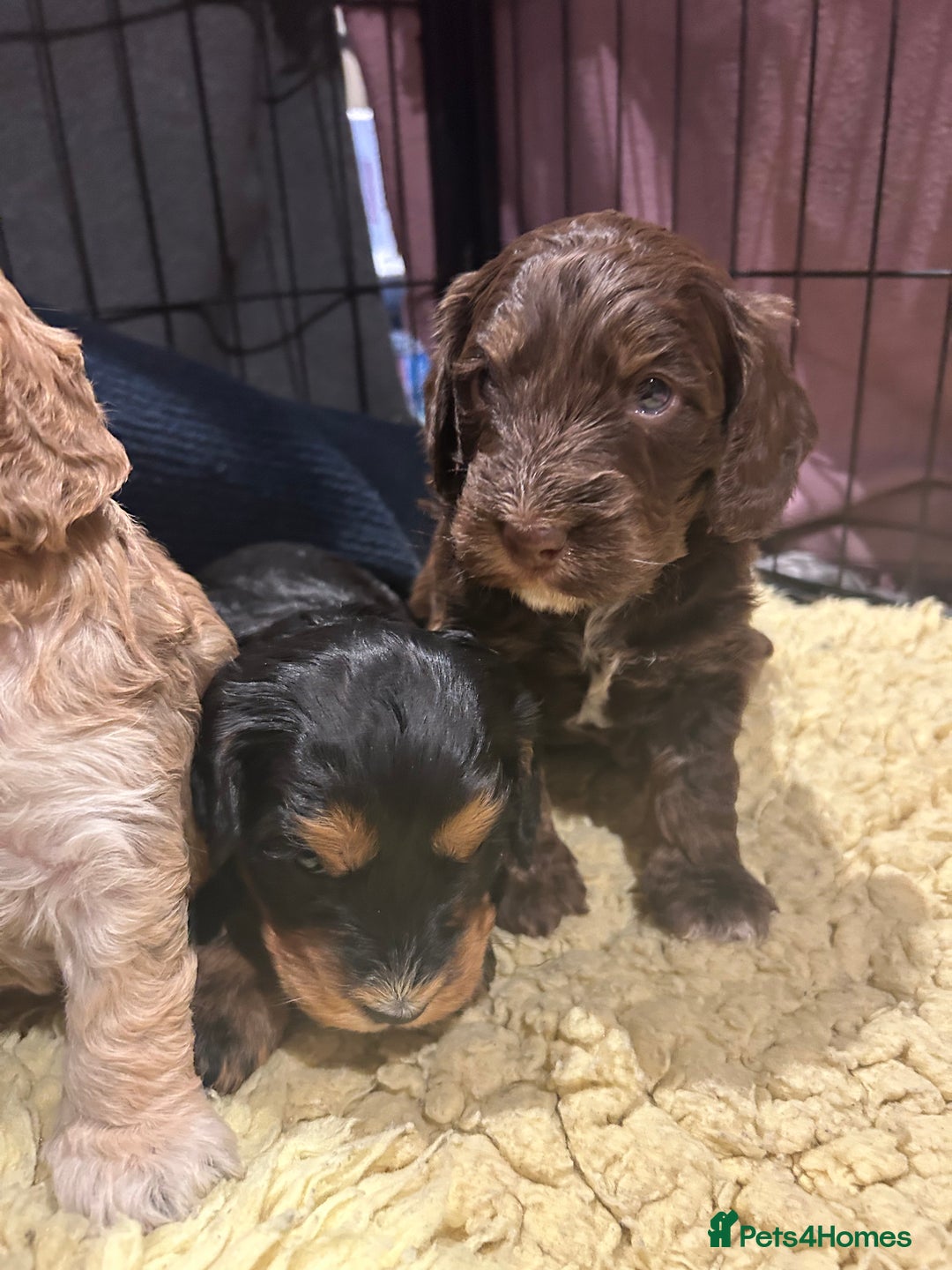 Cockapoo dogs for sale: Cockapoo puppies  - Advert 20