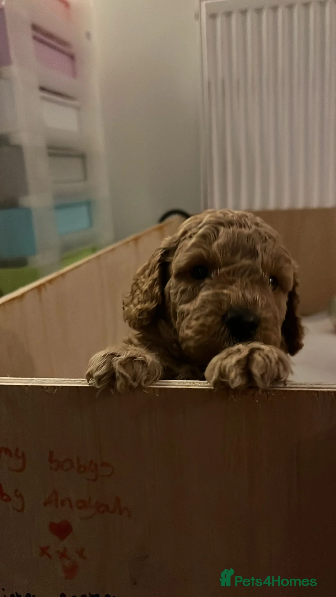 Toy Poodle dogs for sale: Toy poodles - Advert 8