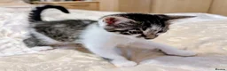 Mixed Breed cats for sale: Beautiful kittens for sale  - Advert 5