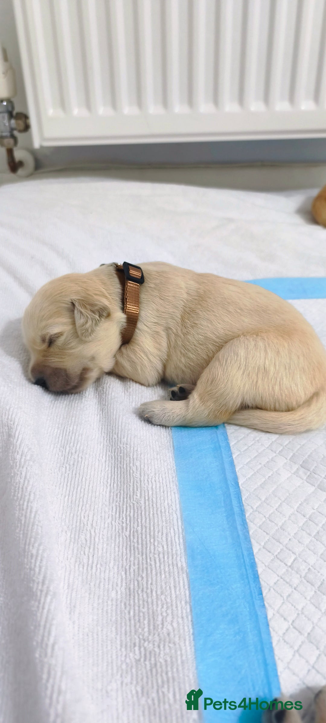 Golden Retriever dogs for sale: Gorgeous golden retriever puppies 🐕 - Advert 6