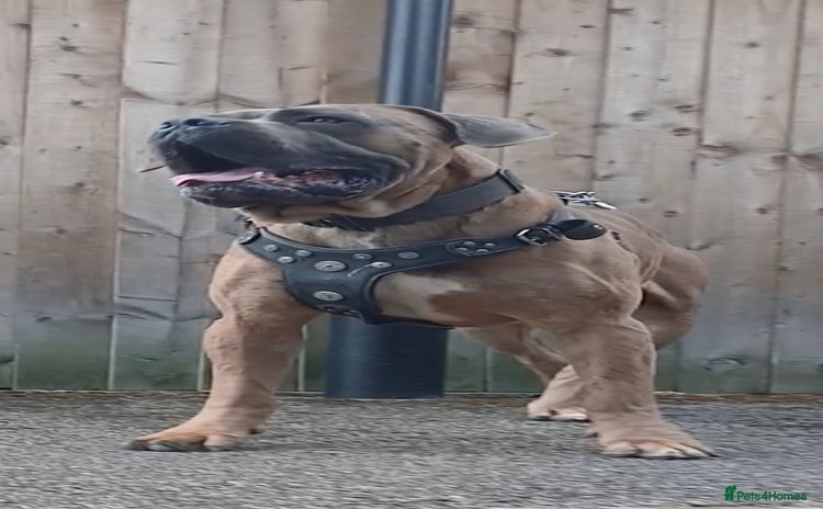 Cane Corso dogs - Advert 2