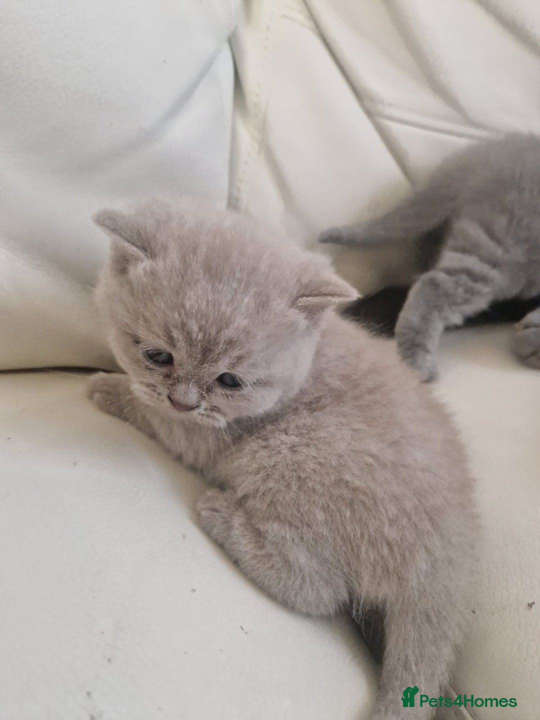 British Shorthair cats for sale: British Shorthair Kittens Blue and Lilac. - Advert 10