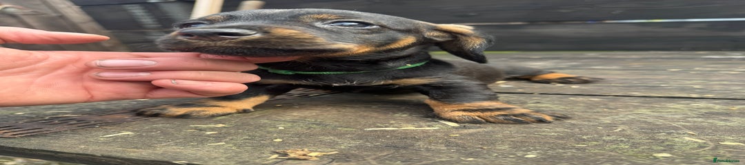 Dachshund Puppy 4