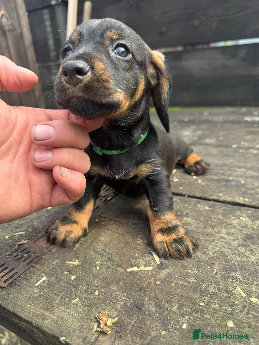 Dachshund dogs for sale: Teckle pups available  - Image 8