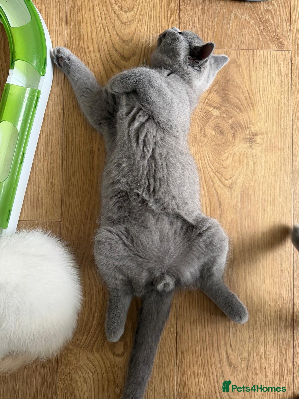 British Shorthair cats GGCF blue british shorthair kittens - Advert 2