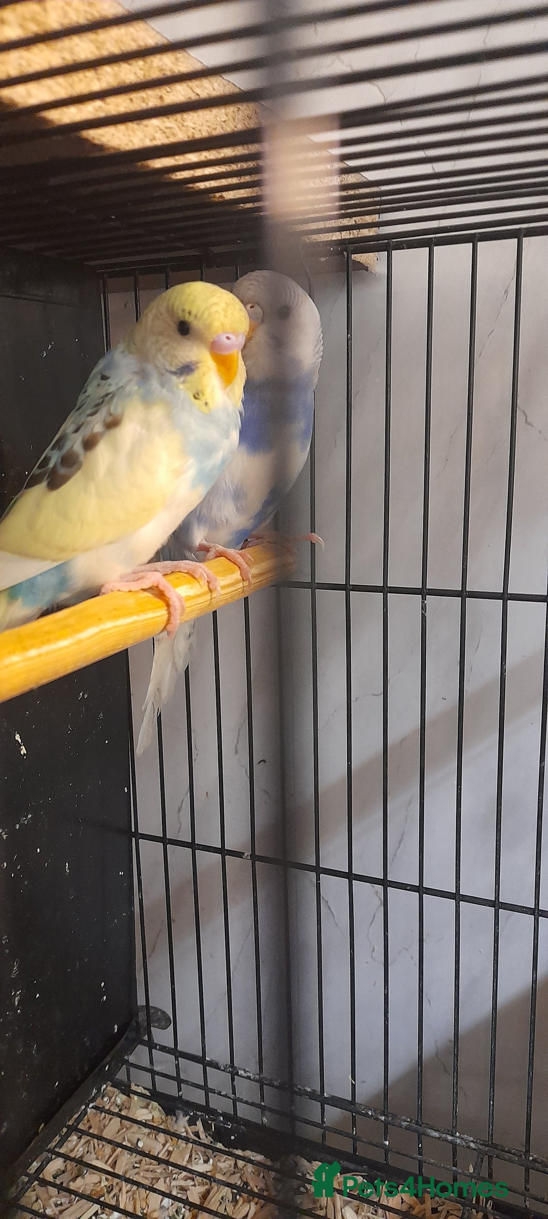 Budgerigars birds for sale: Budgies - Image 2