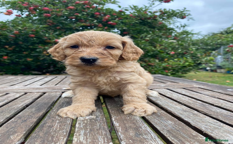 Cockapoo dogs - Advert 14