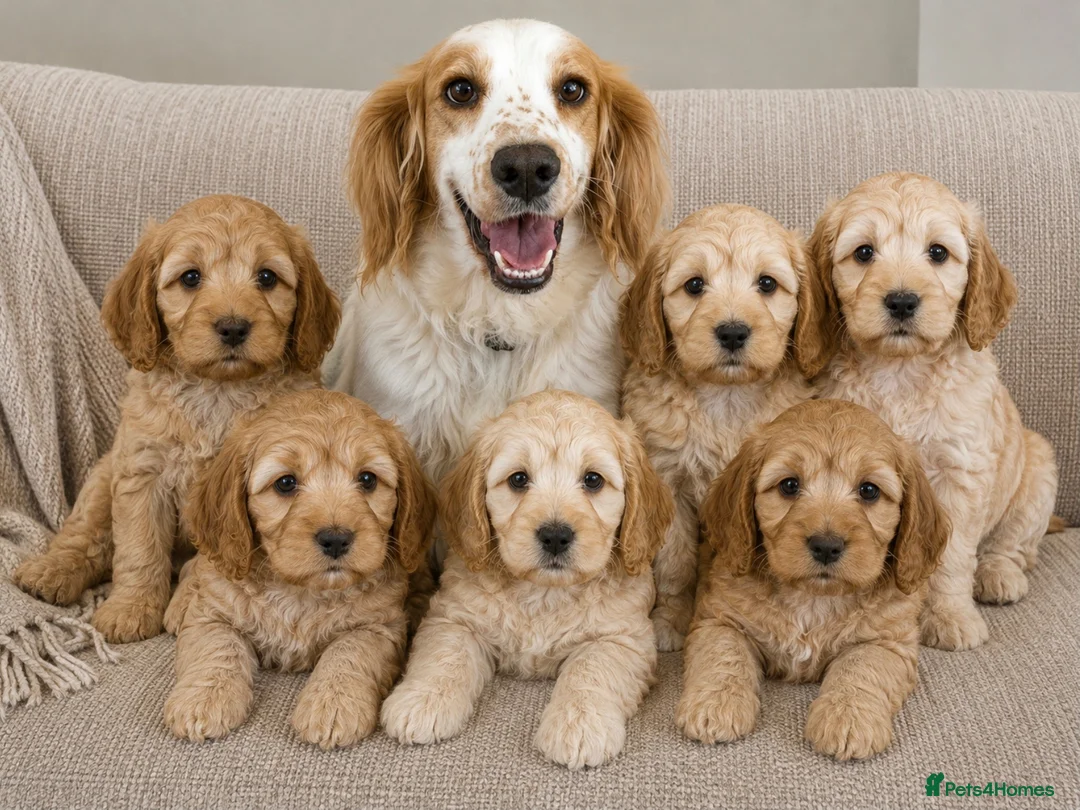 Cockapoo dogs for sale: Quality Healthy Mini Cockapoo Puppies - Advert 31
