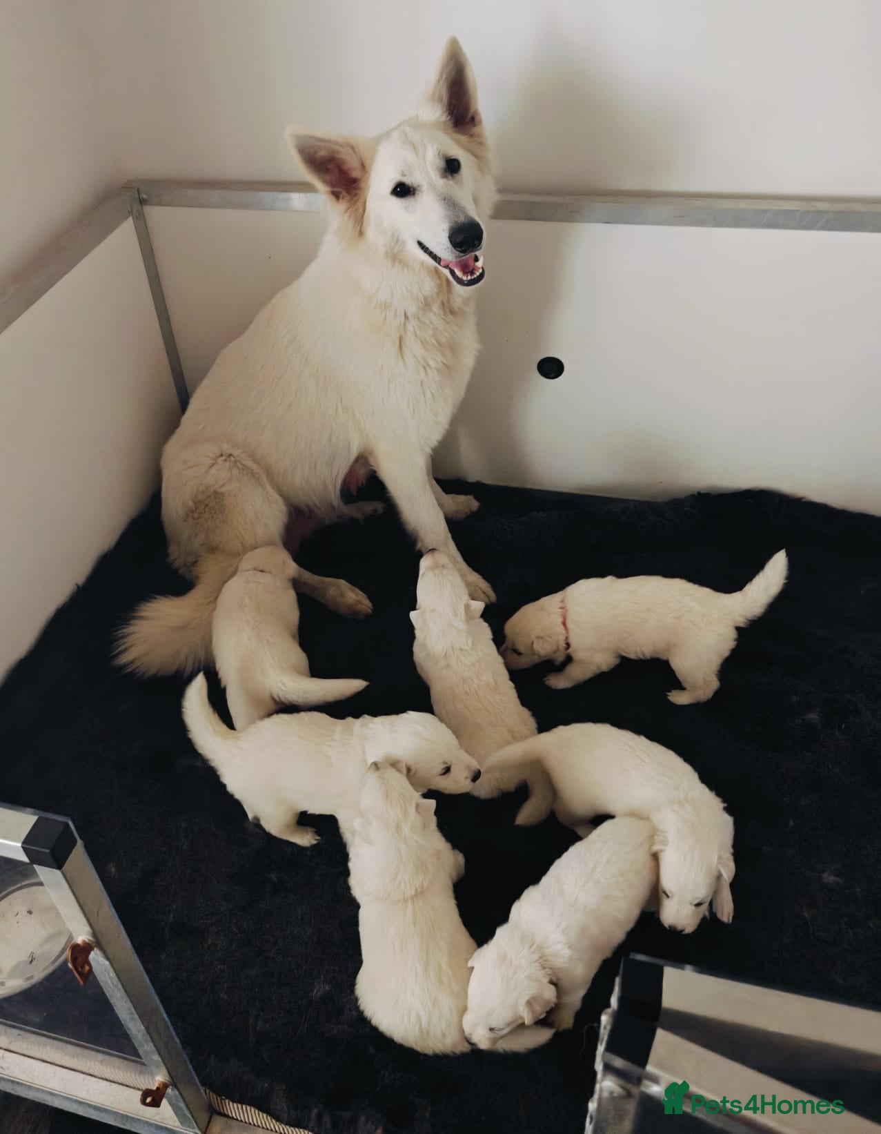White Swiss Shepherd dogs Stunning KC reg long-coated White Swiss Shepherd - Advert 1