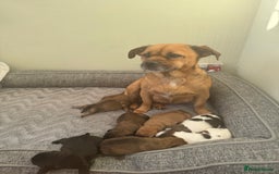 Mixed Breed dogs for sale: Shih tzu x patterdale puppies - Advert 1