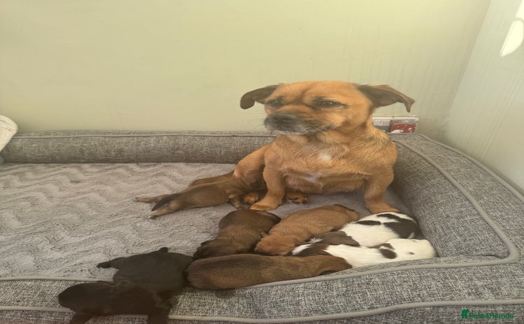 Mixed Breed dogs Shih tzu x patterdale puppies - Advert 3