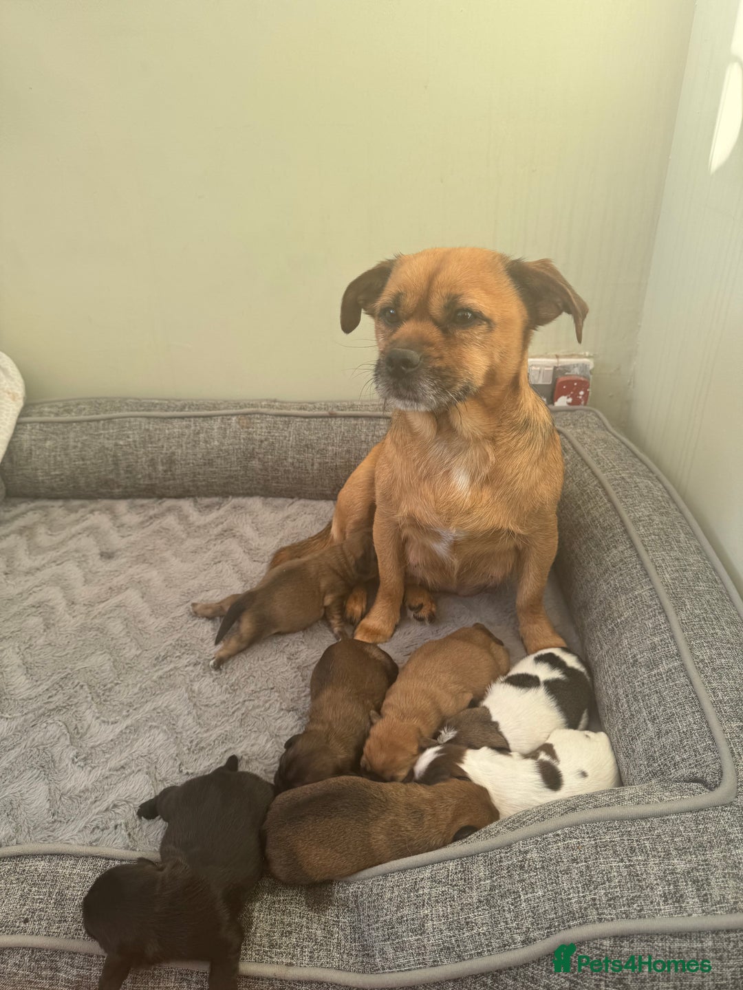 Mixed Breed dogs for sale: Shih tzu x patterdale puppies - Advert 1