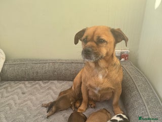 Mixed Breed dogs Shih tzu x patterdale puppies - Advert 1