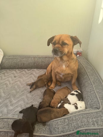 Mixed Breed dogs Shih tzu x patterdale puppies - Advert 1