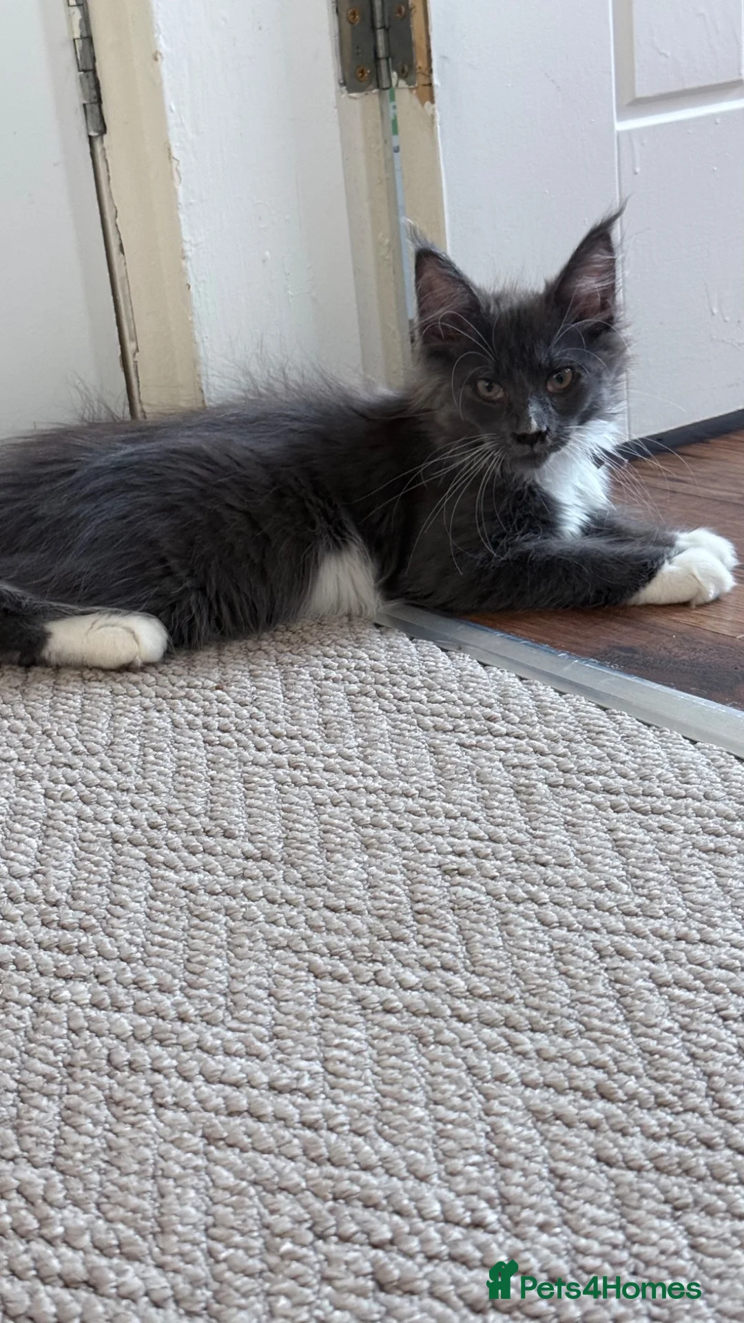 Maine Coon cats for sale:  XXL Russian Maine Coon - Advert 7
