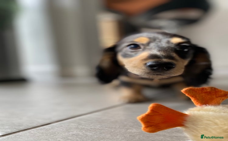 Miniature Dachshund dogs - Advert 12