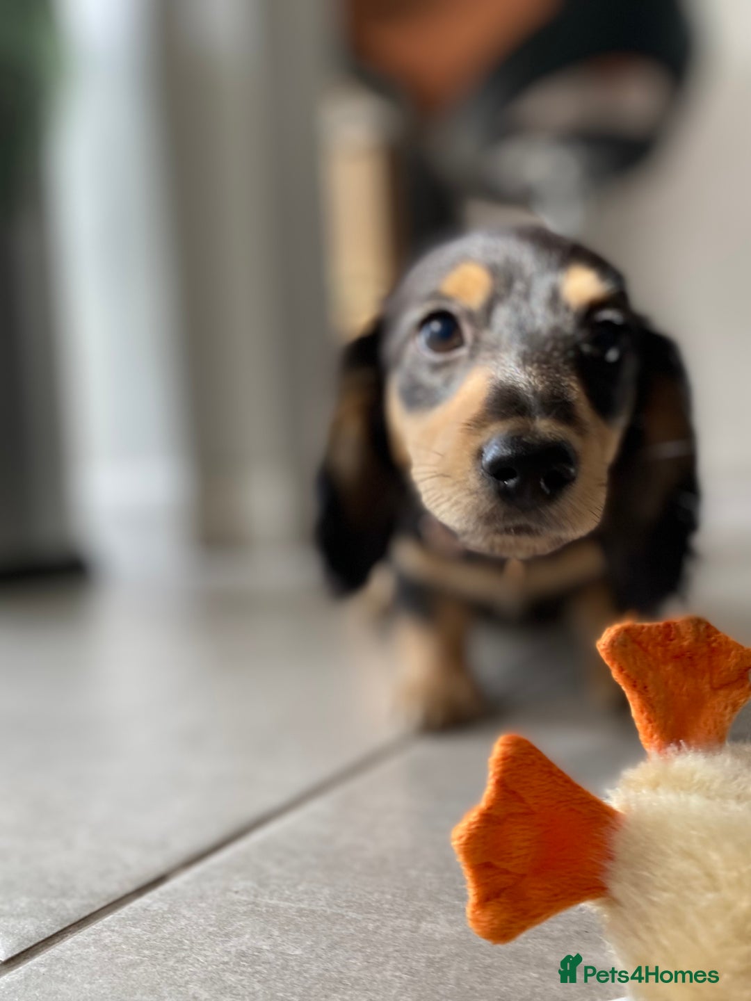 Miniature Dachshund dogs for sale: Last Black and Cream Little Girl Ready To Leave  - Image 1