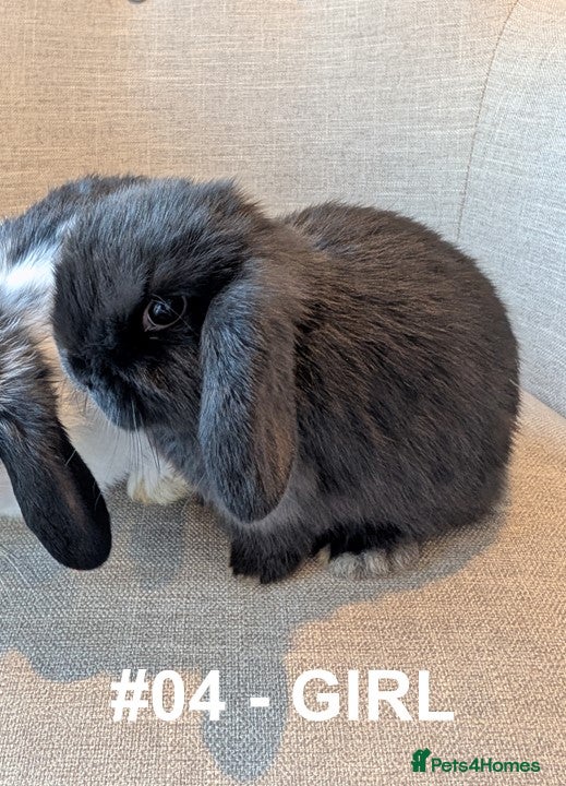Mini Lop rabbits Exceptional Mini-Lops. Ready to leave now.  - Advert 10