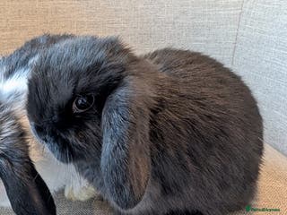 Mini Lop rabbits Exceptional Mini-Lops. Ready to leave now. - Advert 6