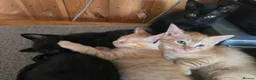 Ragdoll cats for sale: Six half ragdoll kittens, four black, two ginger - Advert 8
