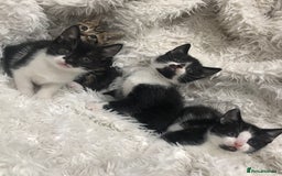 Mixed Breed cats for sale: Lovely kittens 8 weeks old  - Image 17