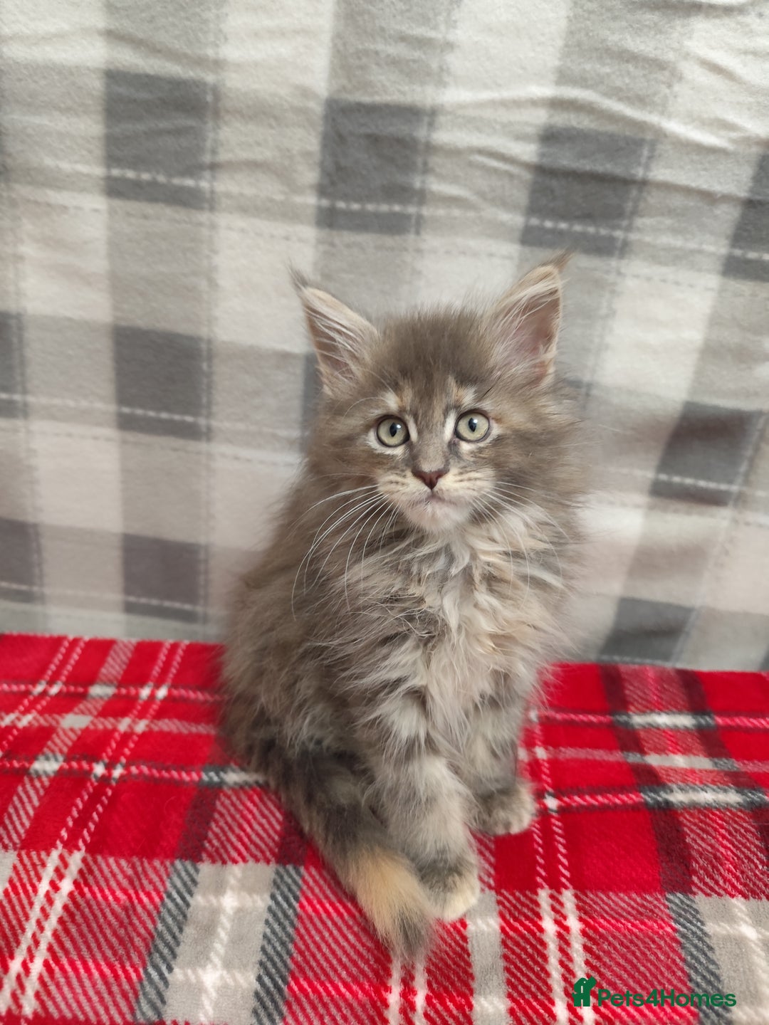Maine Coon cats for sale: Beautiful Maine Coon Kittens – for Loving Homes - Advert 7