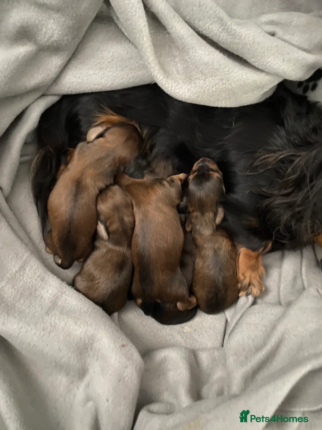 Miniature Dachshund dogs for sale: 6 miniature longhaired dachshund -  - Advert 2