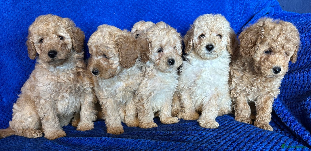 Cavapoo dogs for sale: Fully DNA Health Tested Cavapoo Puppies - Image 5