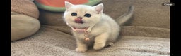 Scottish Fold cats for sale: Beautiful Scottish Straight Kittens - Advert 23