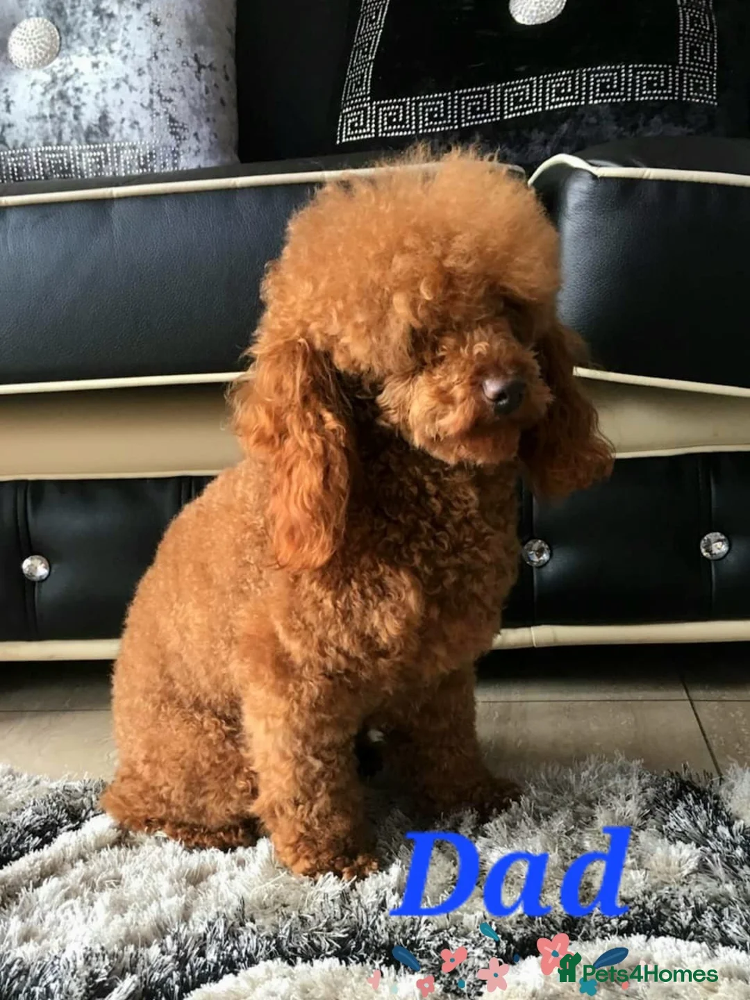 Maltipoo dogs for sale: Stunning Toy F1 Apricot & Cream maltipoo's - Advert 6