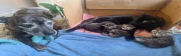 Mixed Breed cats for sale: Maine coon mix boy kitten 😻 - Advert 6