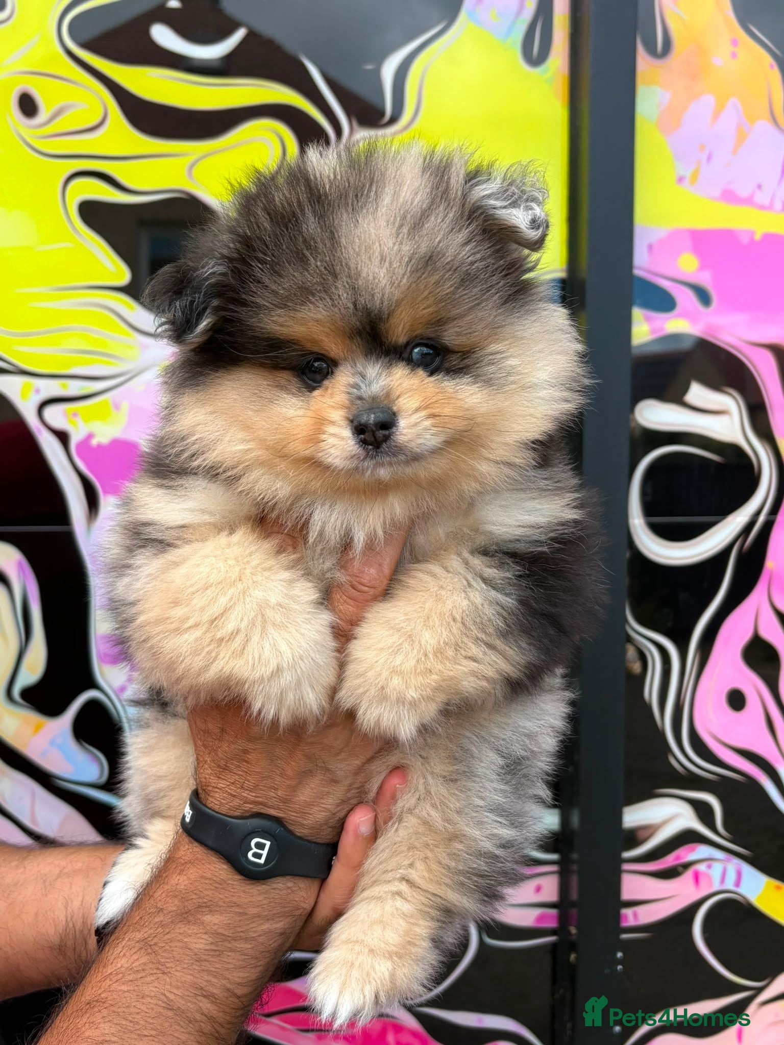 Pomeranian dogs Pomeranian puppies - Advert 1
