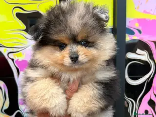 Pomeranian dogs Pomeranian puppies - Advert 1