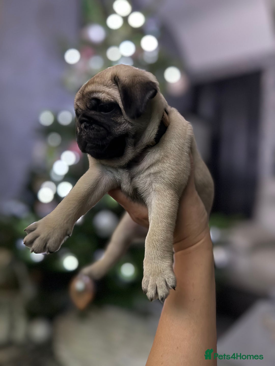 Pug dogs for sale: Two girls and one boy are available;)  - Advert 14