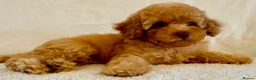 Toy Poodle dogs for sale: Toy poodle puppies  in Wakefield - Advert 32