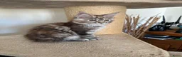 Maine Coon cats for sale: MAINE COON KITTENS - Advert 4