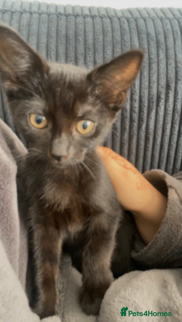 Mixed Breed cats 11 week old female kitten  - Advert 11