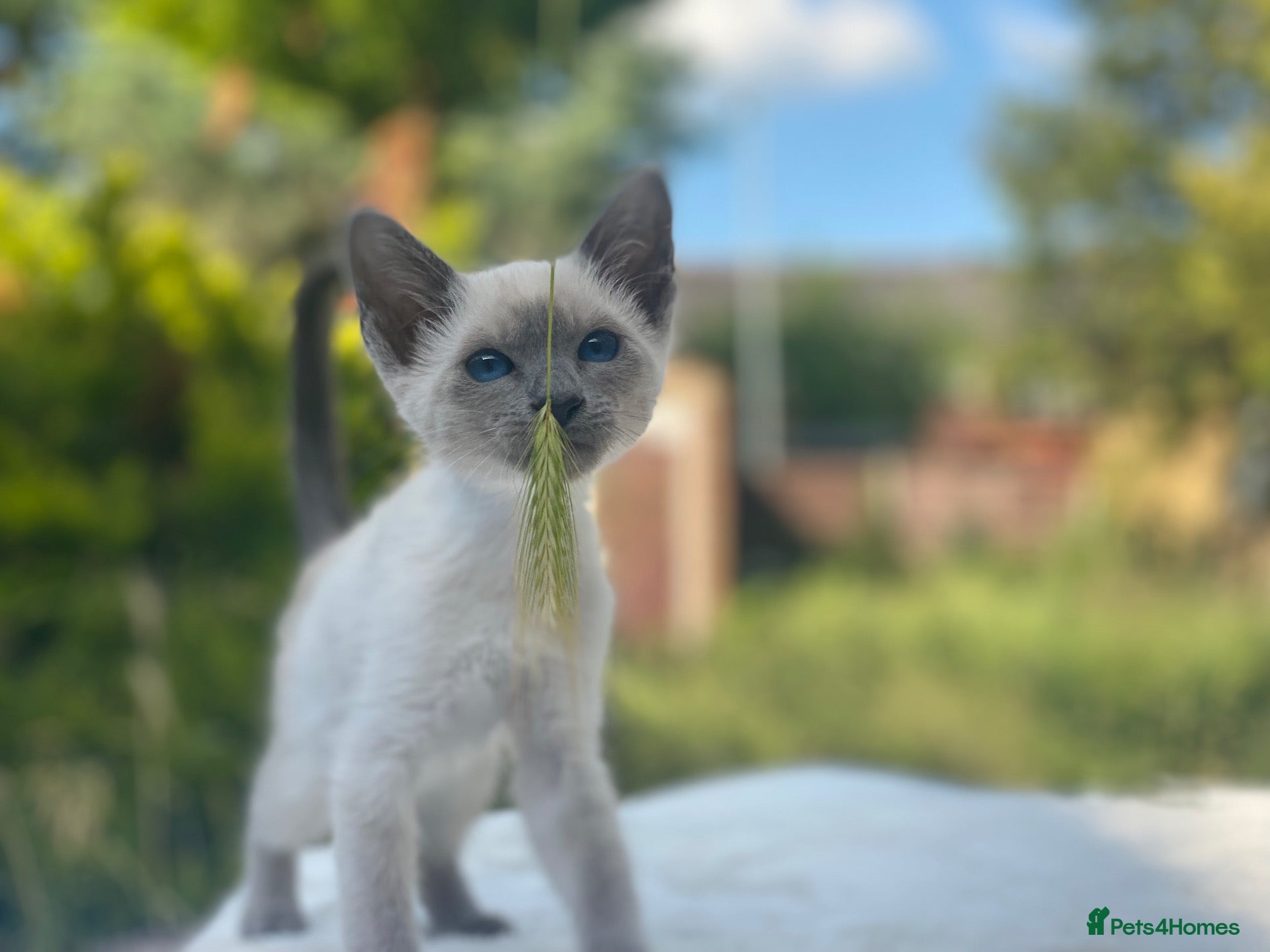 Siamese cats 💚🤍🐱 SIAMESE KITTENS 🐱🤍💙  - Advert 1