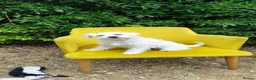 Miniature Schnauzer dogs for sale: *2 left* KC Reg White Miniature Schnauzer Puppies - Advert 4