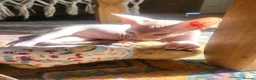 Sphynx cats for sale: Last Canadian sphynx looking for a loving home  - Advert 35