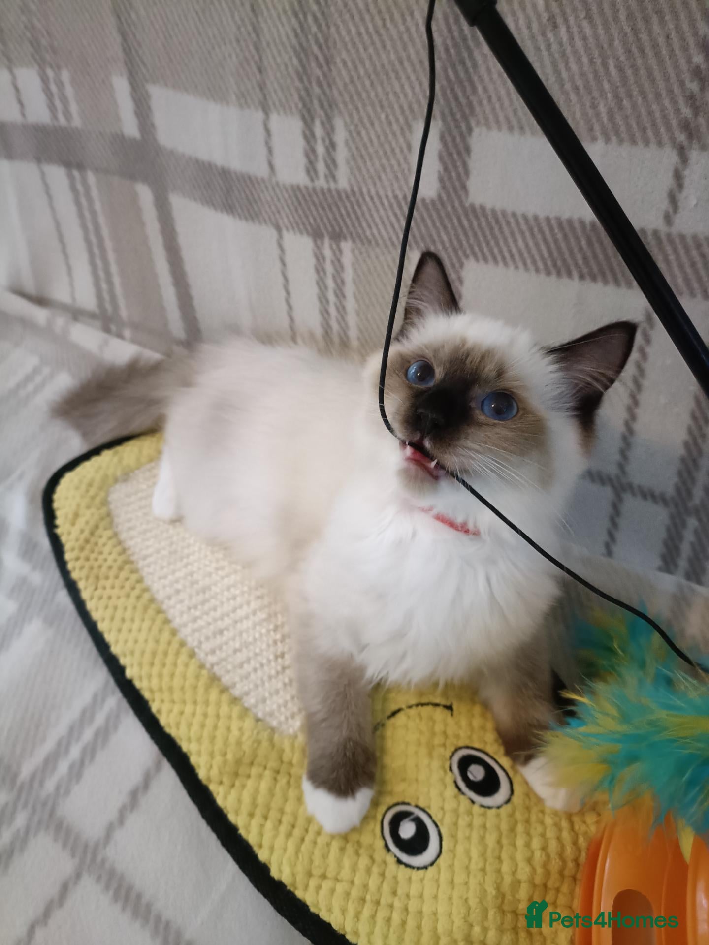 Ragdoll cats GCCF active kittens Champion status Dad - Advert 2