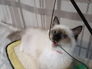 Ragdoll cats GCCF active kittens Champion status Dad - Advert 2
