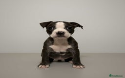 Mixed Breed dogs for sale: Staffordshire bull terrier  - Advert 2