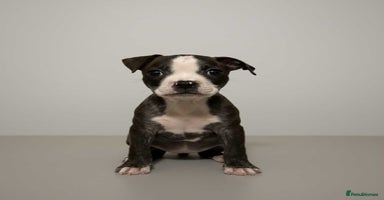Mixed Breed dogs Staffordshire bull terrier  - Advert 9