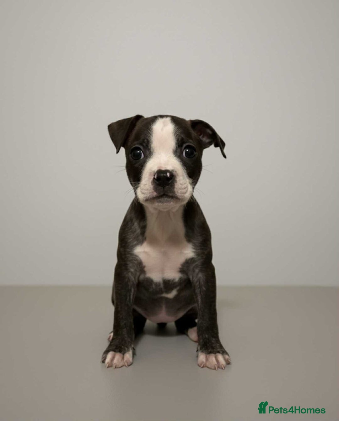 Mixed Breed dogs for sale: Staffordshire bull terrier  - Advert 2