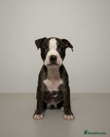 Mixed Breed dogs Staffordshire bull terrier - Advert 9