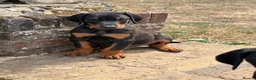 Dobermann dogs for sale: Doberman puppies  - Advert 11