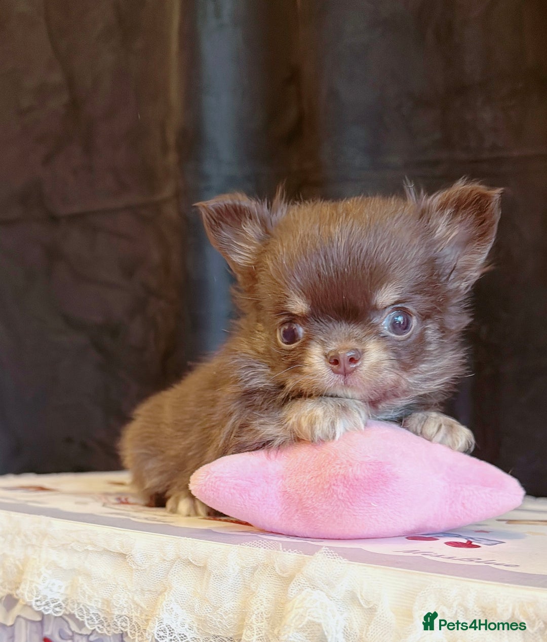 Chihuahua dogs for sale: Long haired chihuahuas - Advert 5