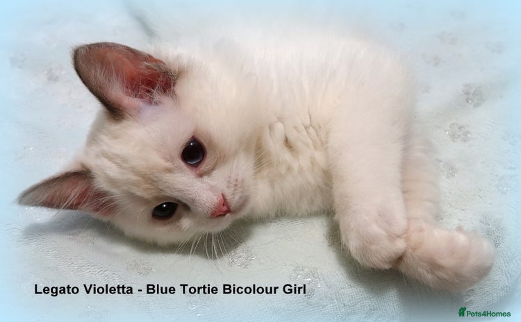 Ragdoll cats - Advert 13
