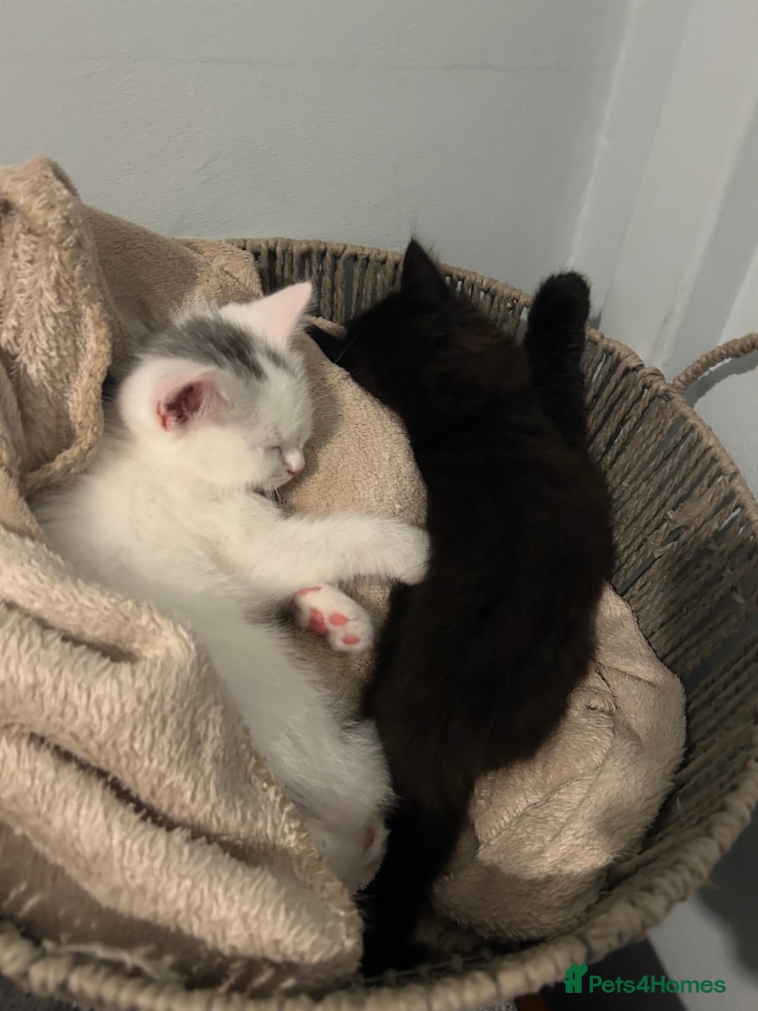 British Shorthair cats for sale: 2 male kittens - Image 4